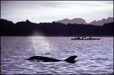 Mexico-Baja-Sea of Cortez Islands & Whale Watching